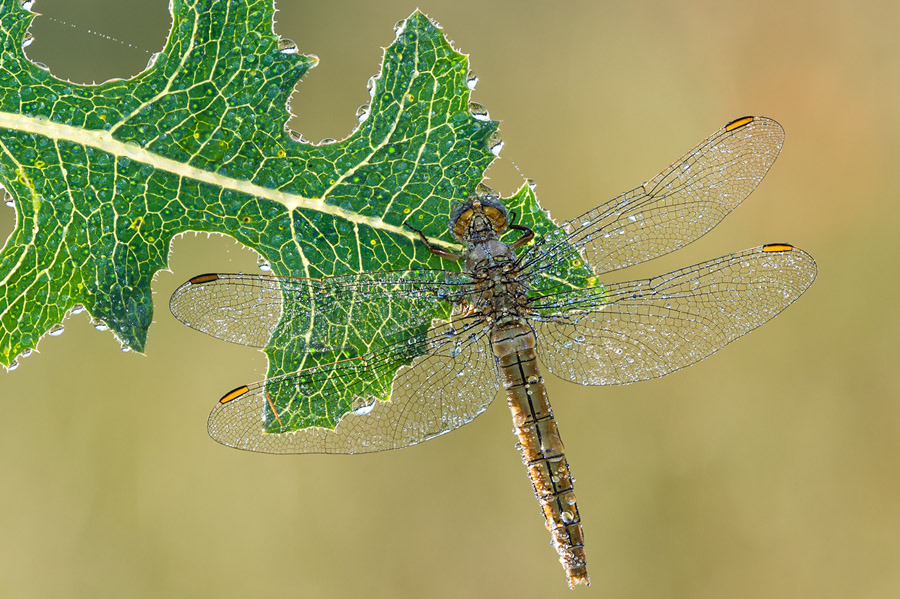 Libellula da identificare: Orthetrum brunneum